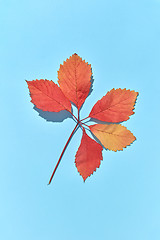 Image showing Red grape leaves branch with hard shadows on a blue background.