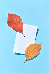 Image showing Autumn leaves on a paper sheet on a pastel blue background.