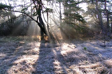 Image showing frost