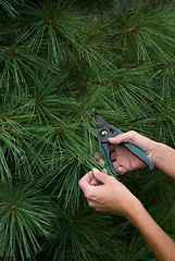 Image showing Tree Trimming