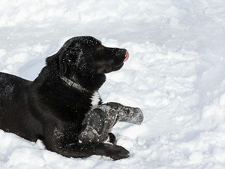 Image showing Black Dog Enjoys Games In The Snow