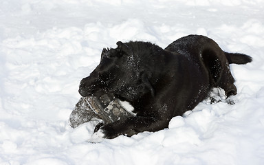 Image showing Black Dog Gnawing Old Boot Lying In The Snow