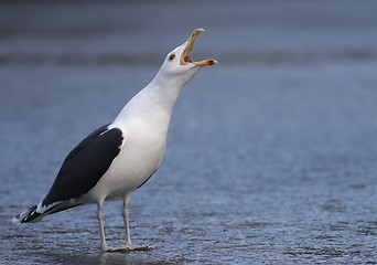 Image showing Great Black-backed gull