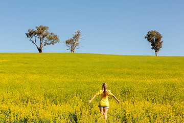 Image showing Flowering canola in early spring