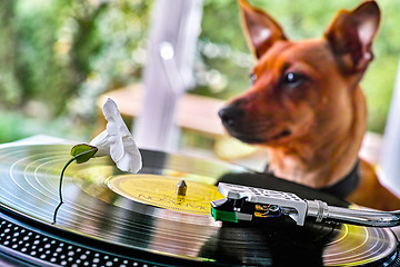 Image showing Concept of a funny dog near a record player with vinyl disc