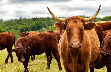 Image showing Salers cows cattle in the nature