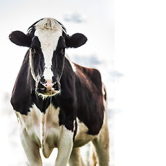 Image showing Holstein cow standing over white sky