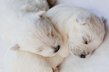 Image showing Two sleeping white puppies