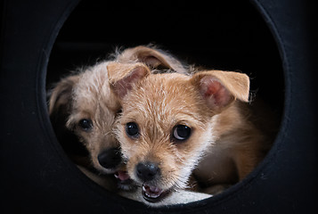 Image showing Two puppies playing in a dark box