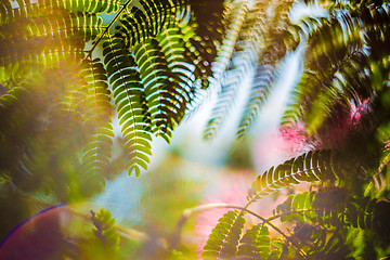 Image showing Albizia julibrissin, silk tree in blossom