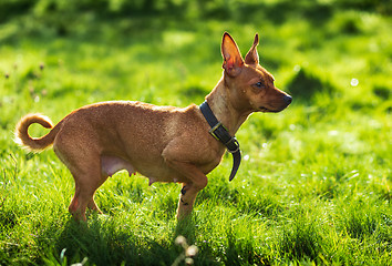 Image showing Miniature pinscher dog in the nature