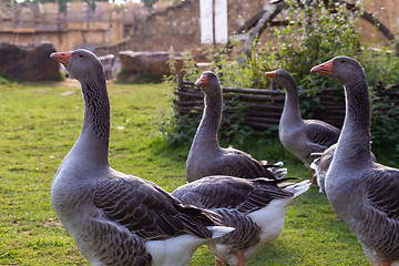 Image showing Small group of geese walking