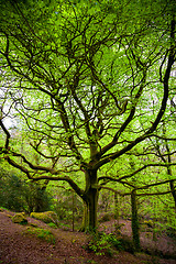 Image showing Big old tree wih moss