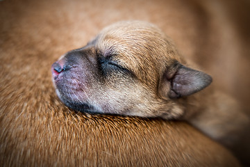 Image showing Brown puppy sleeping over fur