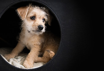 Image showing Cute brown puppy in a dark box looking right