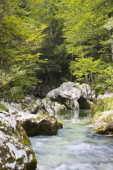 Image showing Mountain river in green forest