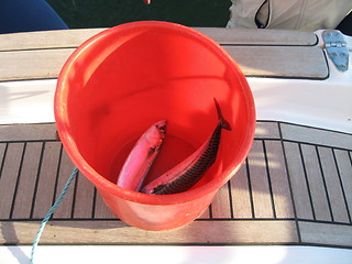 Image showing Fresh makrell