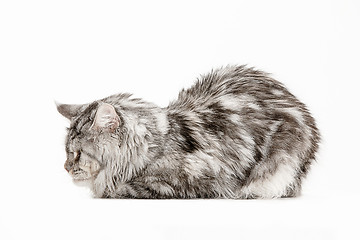 Image showing Maine Coon sitting and looking away, isolated on white