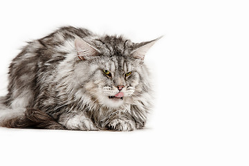 Image showing Maine Coon sitting and looking away, isolated on white