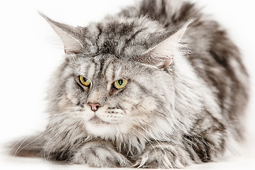 Image showing Maine Coon sitting and looking away, isolated on white