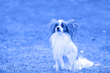 Image showing Portrait of a papillon purebred dog. Blue toned.