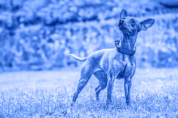 Image showing Portrait of a red miniature pinscher dog. Blue toned.
