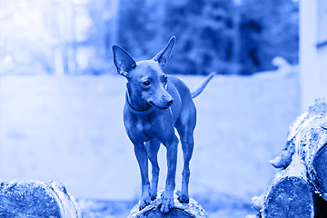 Image showing Portrait of red miniature pinscher dog. Blue toned.