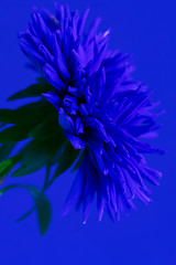 Image showing Close-up image of the flower Aster. Blue toned.