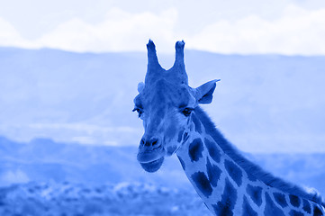 Image showing Portrait of giraffe watching on you. Blue toned.