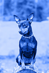 Image showing Portrait of a miniature pinscher dog. Blue toned.