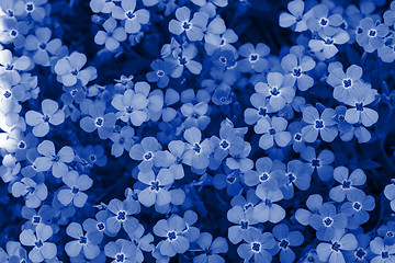 Image showing Background of flowers. Blue toned.