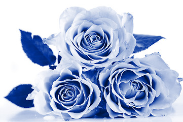 Image showing Pastel shade roses. Blue toned.