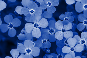 Image showing Background of flowers. Blue toned.