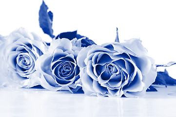 Image showing Pastel shade roses. Blue toned.