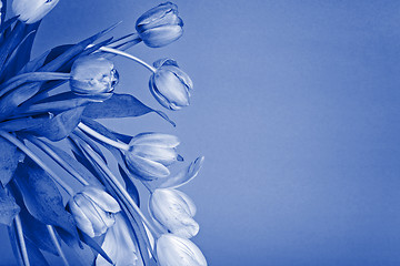 Image showing View to the tulips. Blue toned.