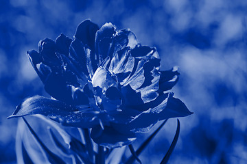 Image showing Beautiful macro tulip over blurred background. Blue toned.