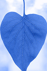 Image showing Macro shot of leaf. Blue toned.