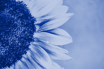 Image showing Macro shot of blooming sunflower. Blue toned.