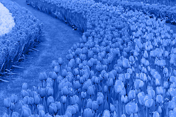 Image showing Flower beds of tulips. Blue toned.