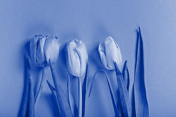 Image showing Three tulips. Blue toned.