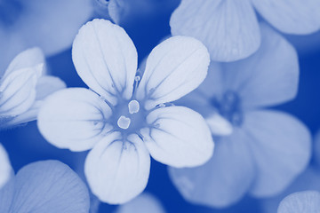 Image showing Background of flowers. Blue toned.