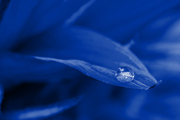 Image showing Macro drop on the sunflower petal. Blue toned.