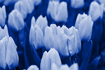 Image showing Tulips. Blue toned.