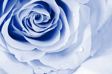 Image showing Pastel shade roses. Blue toned.