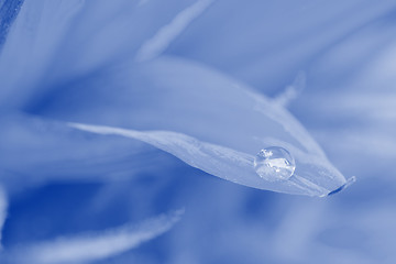 Image showing Background of flowers. Blue toned.