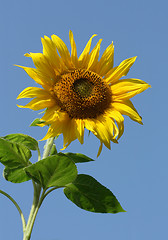 Image showing Sunny Sunflower