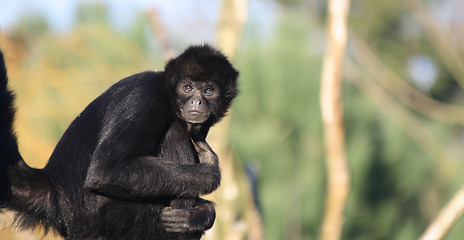 Image showing Staring Colombian Spider Monkey