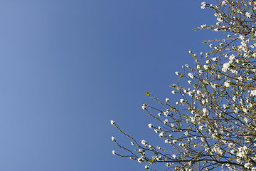 Image showing Shrub with white flowers