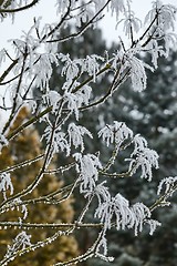 Image showing Icy Frosted Branches