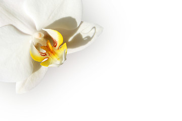 Image showing White orchid card